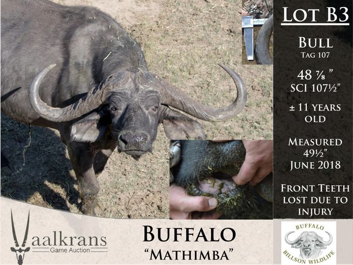 Buffalo Bull