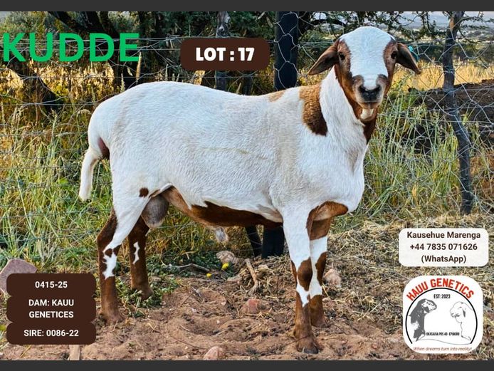 25-0415 | KAUU GENETICS