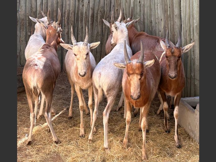 Geel Blesbok Lammers