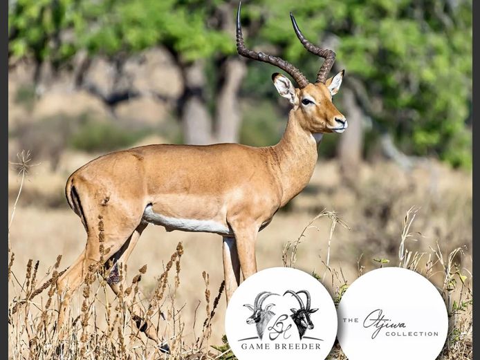 HUNTING PACKAGE | WATERBERG PLATO GAME BREEDERS