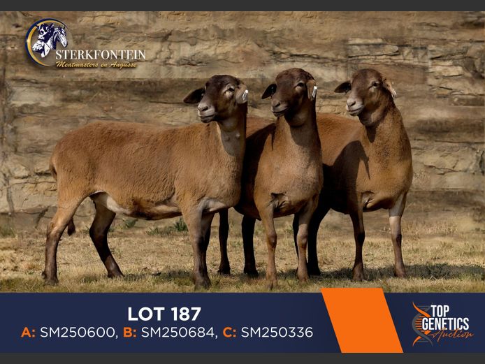 Ewes | STERKFONTEIN MEATMASTERS