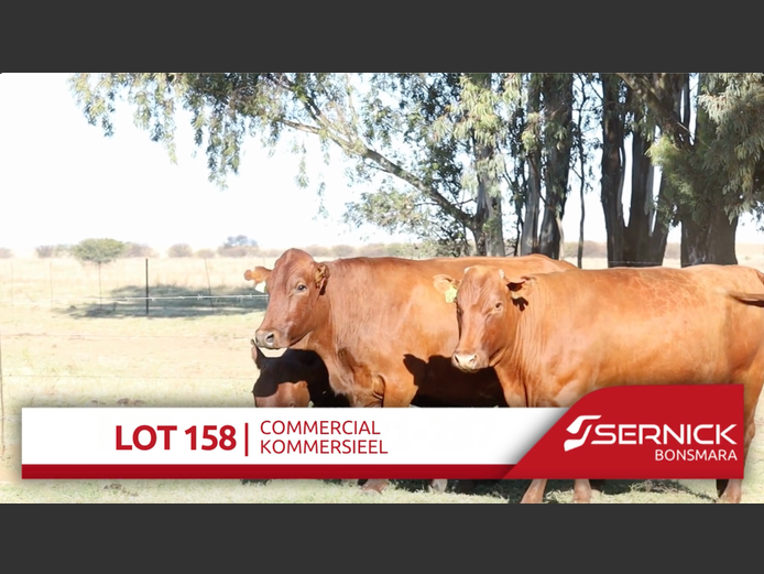 Commercial Animals