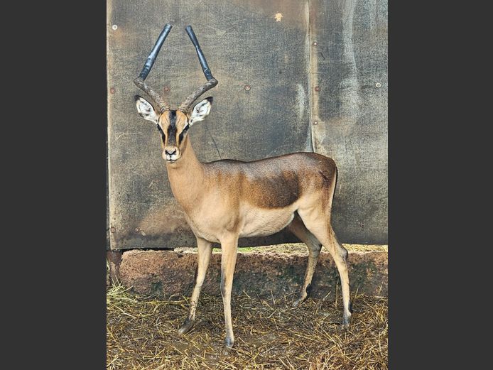 SADDLEBACK ROOIBOK | WILLIE O'BRIEN