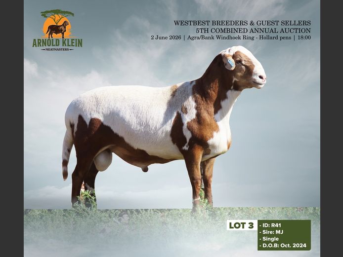 R41 | ARNOLD KLEIN MEATMASTERS