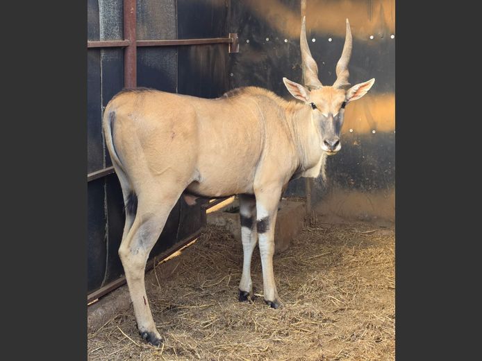 ELAND | MIANKE WILD