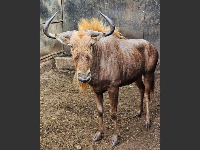GOUE WILDEBEES | SCHOEMAN BOERDERY