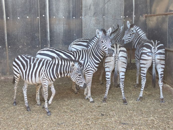 ZEBRA | NYLSVLEI GAME