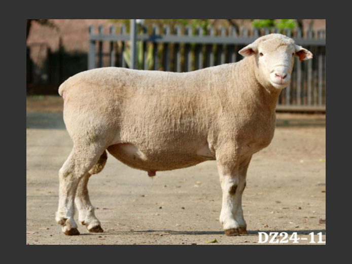 DZ  240116 | 2 STEYNS BOERDERY