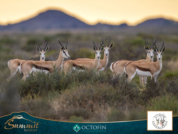 13"+ DAMARA SPRINGBOK EWES RW 20"+ RAMS