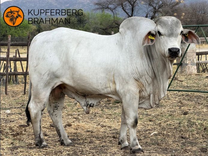 22-0472KU | KUPFERBRG BRAHMAN