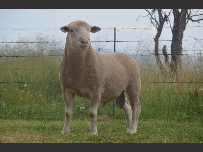 414 | TWEE BROERS DORMER STOET