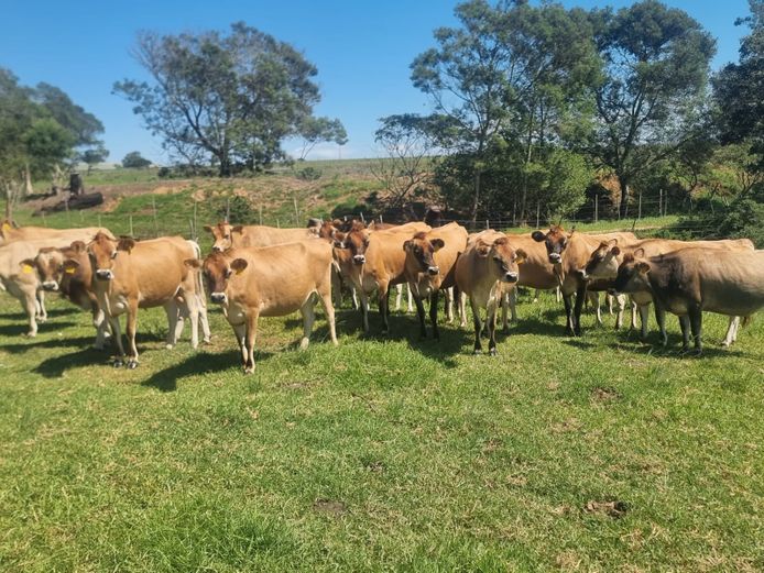 Jersey Vers (dragtig)