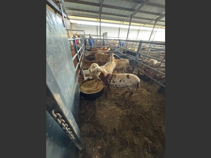 MEATMASTER | LOUMA BOERDERY