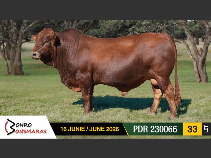 PDR230066 | BONRO BONSMARAS