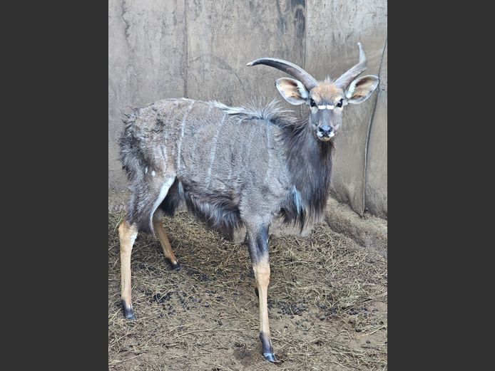 NYALA | M.E. V GREUNEN