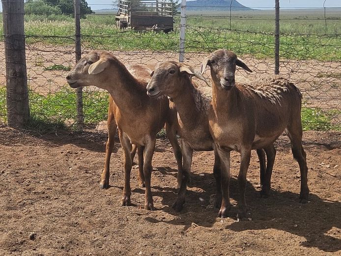 Ooie | GF Van Rooyen