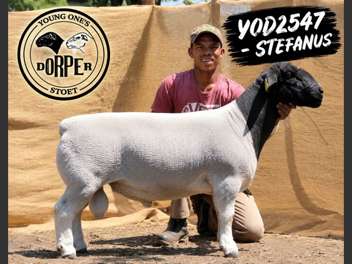 YOD 2547-2837 "Stefanus" | YOUNG ONE'S DORPERS