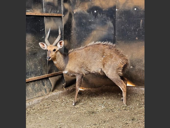 BUSHBUCK | ABYGRATI