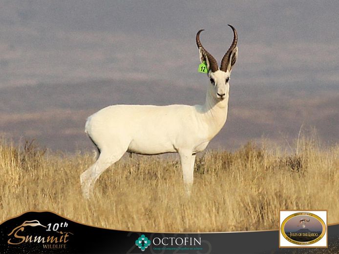 15 2/8" White Springbok Ram