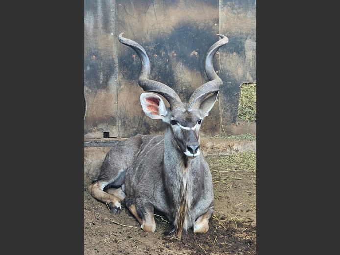 KOEDOE | SENSATIONAL HUNTING