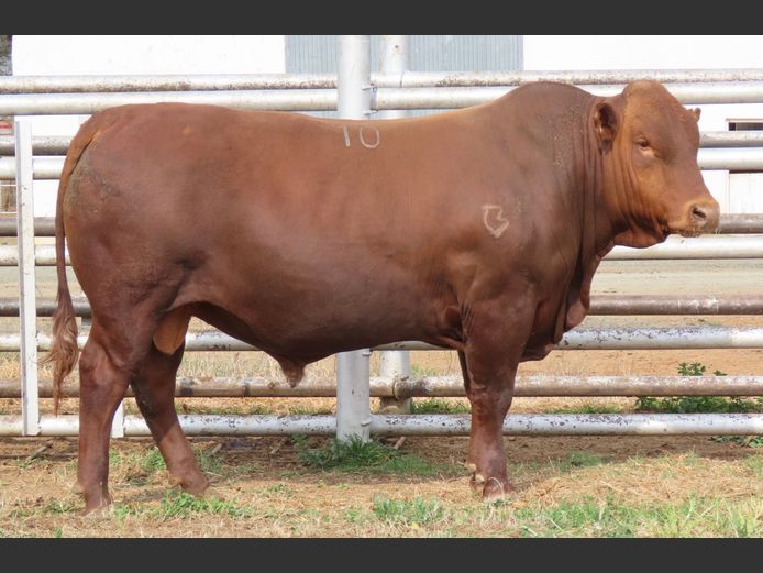 WDS 230084 | SWAERSHOEK BONSMARAS