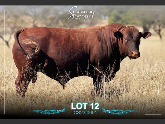 CS230051 | C.G. SHEARD