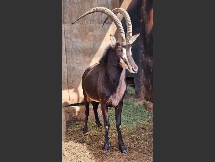 SABLE 43” | DE KOCK BDY