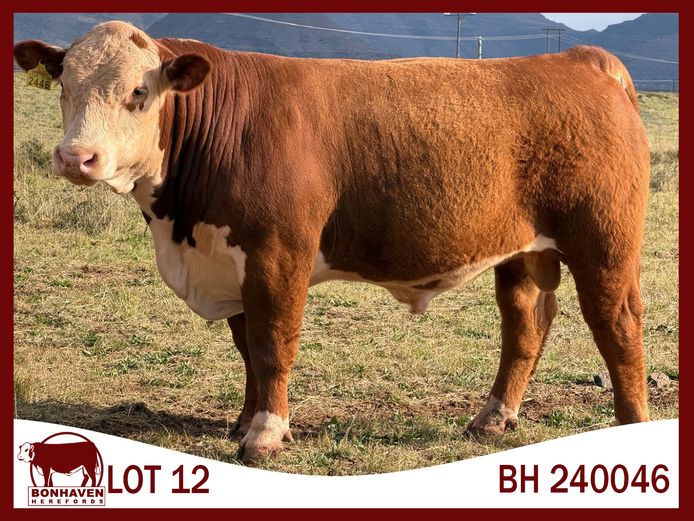BH240046 P | BONHAVEN HEREFORDS