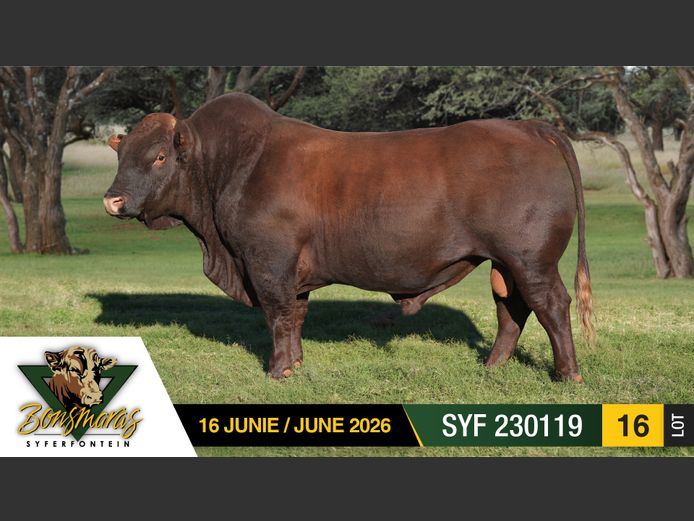 SYF230119 | SYFERFONTEIN BOERDERY