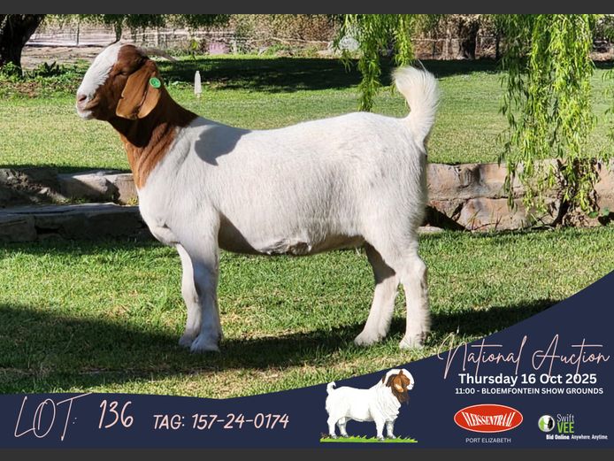 157-24-0174 | Izak Vorster (Elandskloof Boerbokstoet)