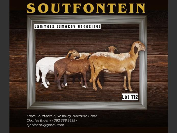 CB 240019 | SOUTFONTEIN MEATMASTERS