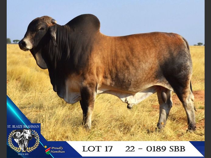 22-0189SBB | ST. BLAIZE BRAHMAN STOET