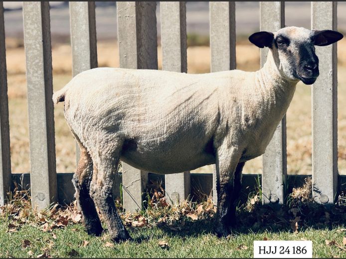 HJJ 240186 | GUARANI HAMPSHIRE STOET