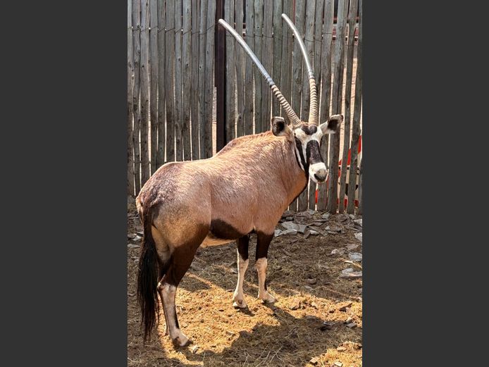 Gemsbok Bul