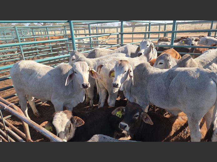 AGRA GOBABIS WEANER AUCTION