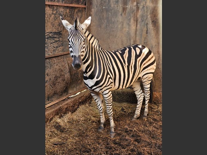 ZEBRA | BUFFELSKLOOF 2