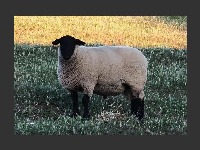 284250064 | OTTERKUIL BOERDERY