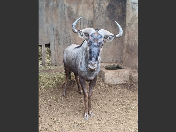 BLOUWILDEBEES | THABA BOTALA GAME