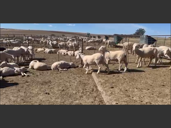 Sheep