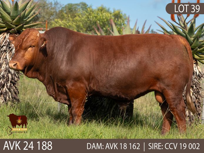 AVK 240188 | VAN KERKEN BONSMARA