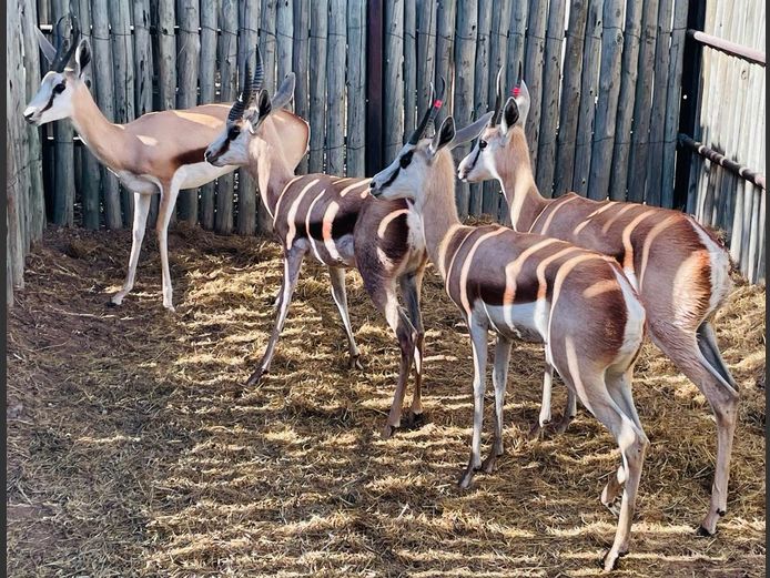 Kalahari Springbokke