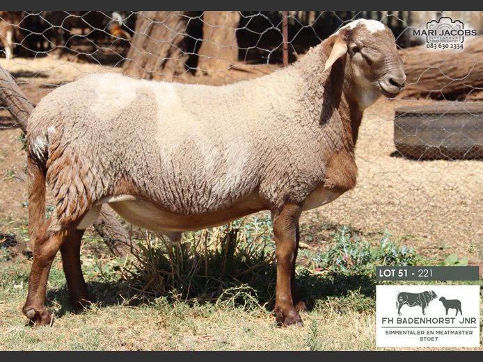 221 | FH Badenhorst JNR