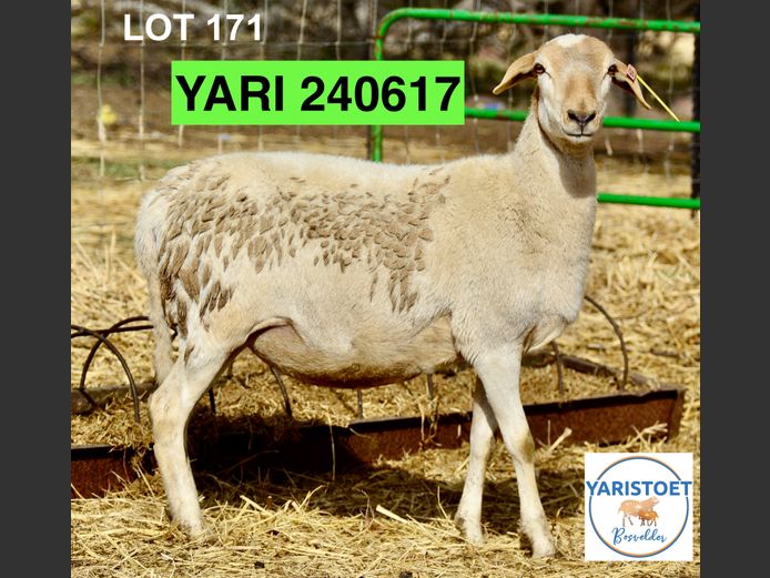 240617 | YARI STOET
