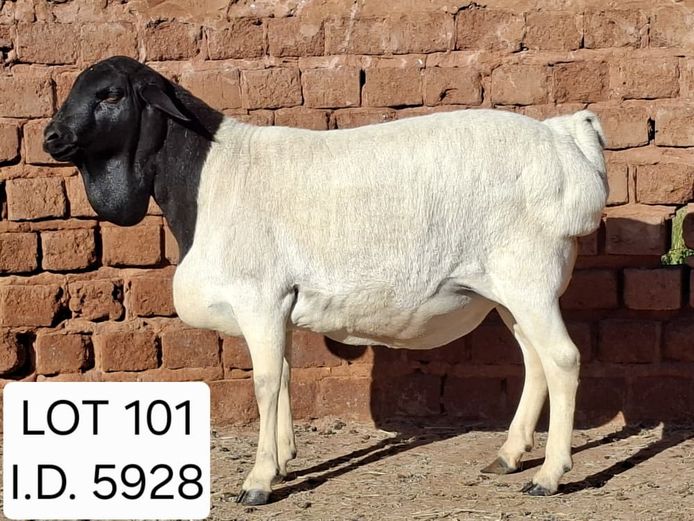 5928 | Francois van Rensburg Farming