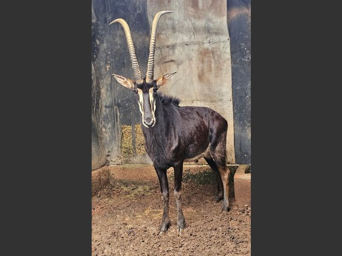 SABLE 42" | SABLE HILL SAFARIS