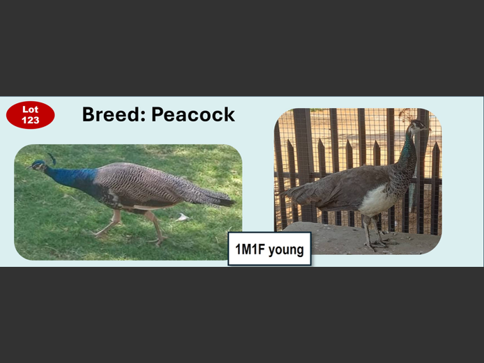 PEACOCK| ANNUAL MYTILUS AND ELOFF