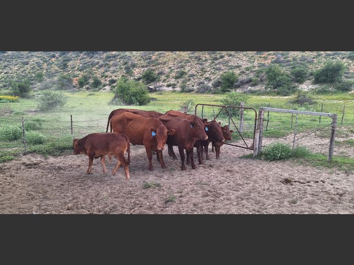 Commercial Animals | Denbot Bonsmaras