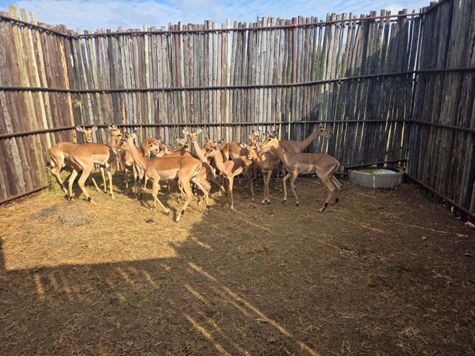 ROOIBOKKE | HANLEY 2