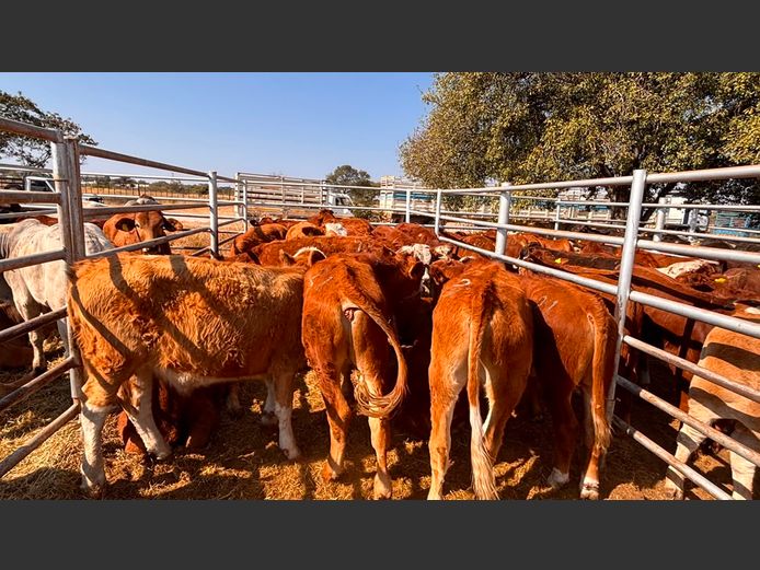AGRA GROOTFONTEIN WEANER AUCTION