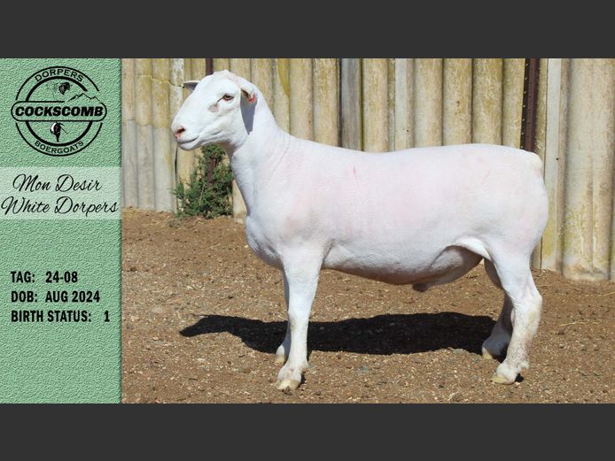 24-08 | Mon Desir White Dorpers